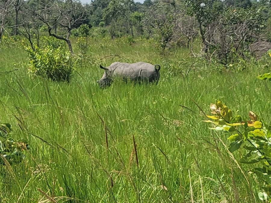 From Kampala: Ziwa Rhino Sanctuary Day Tour with Lunch - Should you book this Ziwa Rhino Sanctuary day trip?