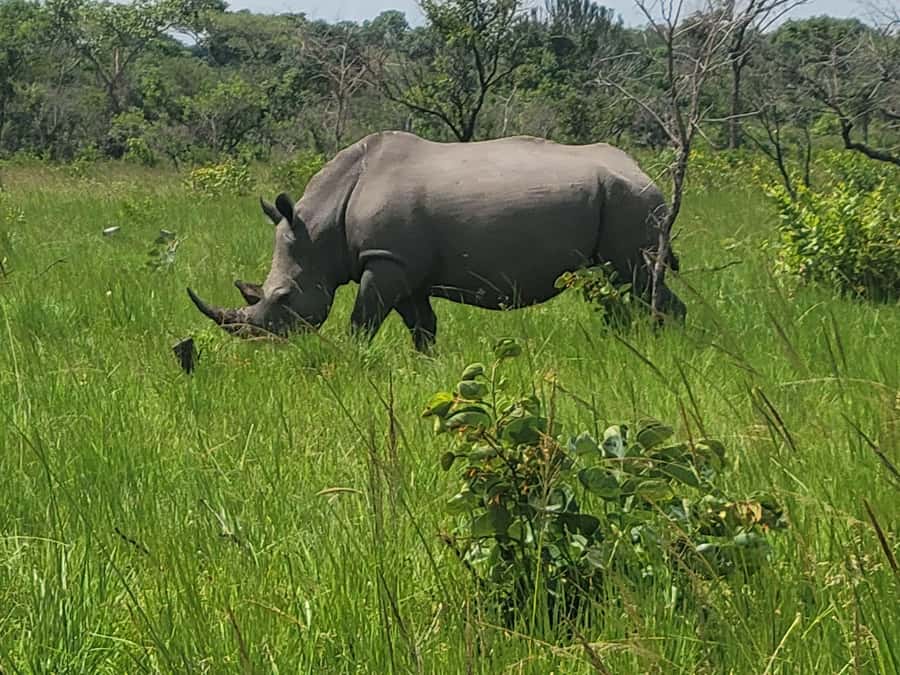 From Kampala: Ziwa Rhino Sanctuary Day Tour with Lunch - The early drive from Kampala or Entebbe