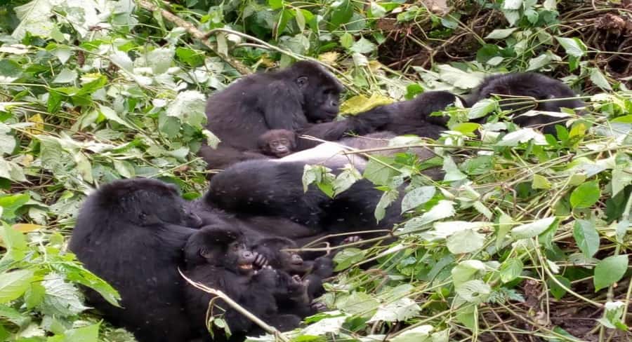 From Kigali: 1-Day Gorilla Trekking in Uganda - Key points before you book