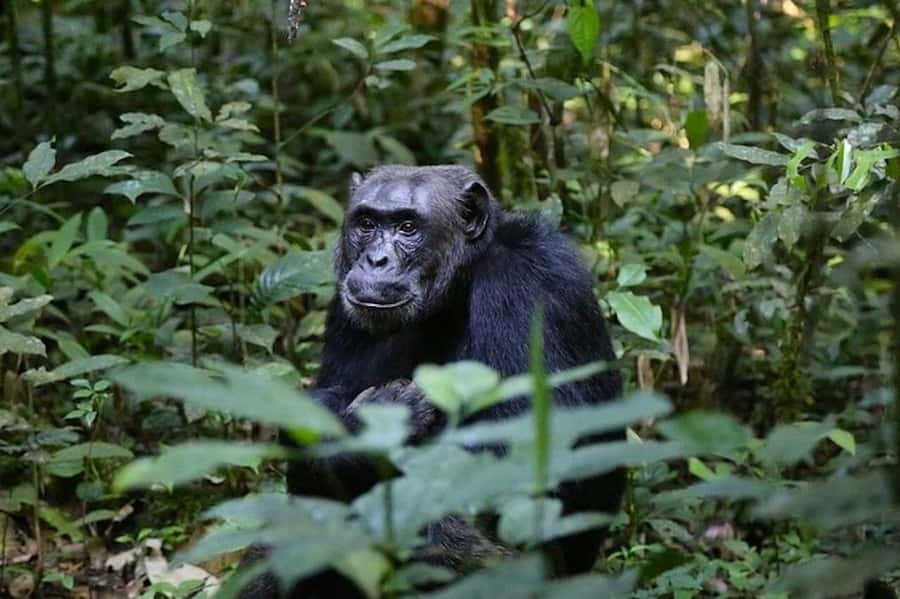 From Kigali: 1-Day Gorilla Trekking in Uganda - Why this gorilla day trip feels so special