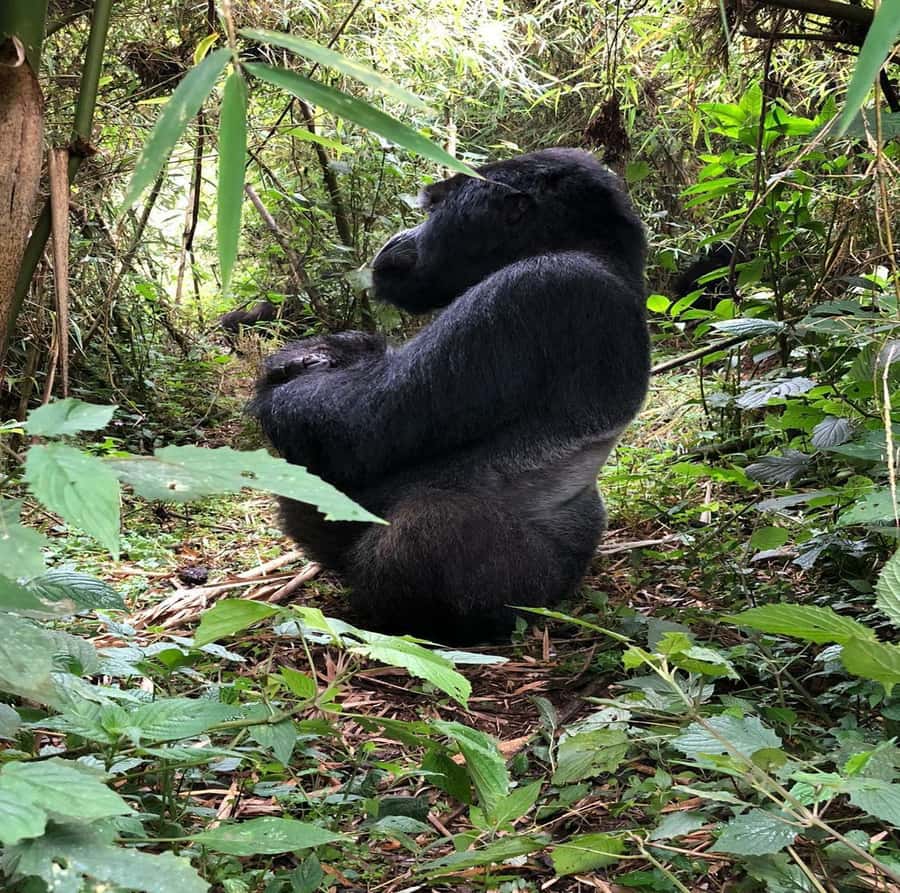 From Kigali: 1-Day Gorilla Trekking in Uganda - Breakfast and the Uganda border crossing