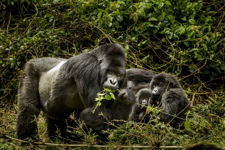 From Kigali: 2-Day Gorilla Trek: Bwindi Nat Park - Returning to Kigali after the trek