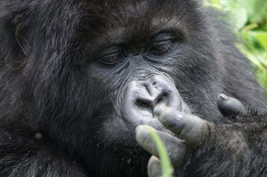 From Kigali: 2-Day Gorilla Trek: Bwindi Nat Park - What the $560 price really covers