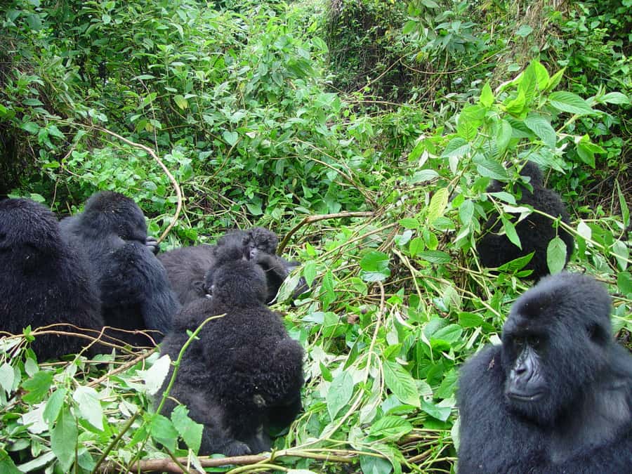 From Kigali: 2-Day Gorilla Trek: Bwindi Nat Park - Guides who make the difference