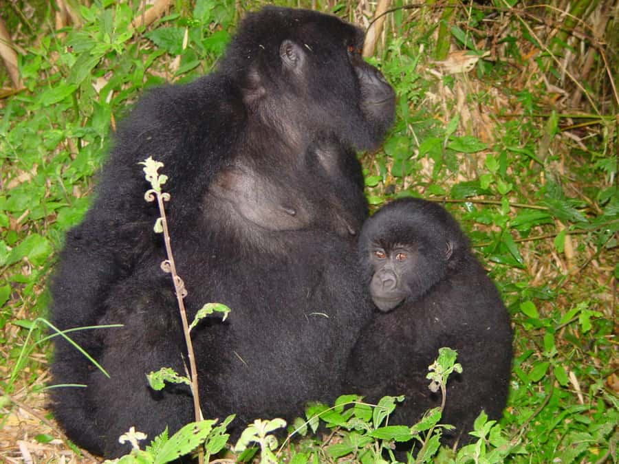From Kigali: 2-Day Gorilla Trek: Bwindi Nat Park - Booking, cancellation, and practical questions