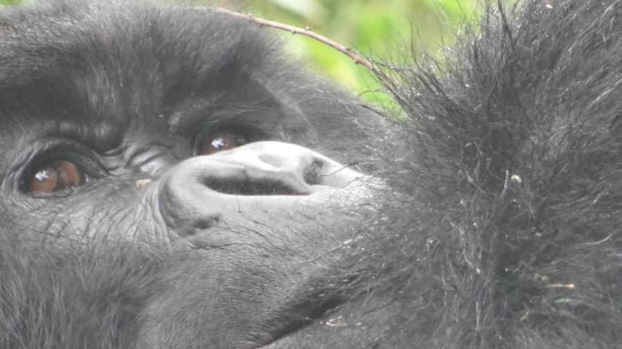 From Kigali: 2-Day Gorilla Trek in Bwindi - Key points to know before you book
