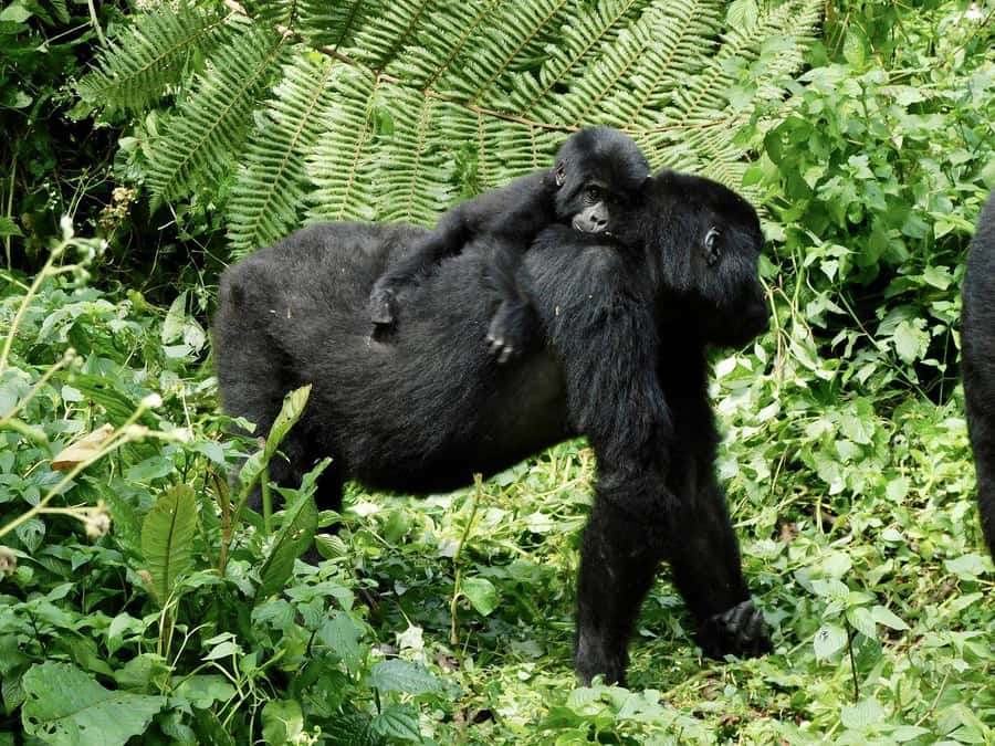 From Kigali: 2-Day Gorilla Trek in Bwindi - Why this two-day Bwindi trip works from Kigali