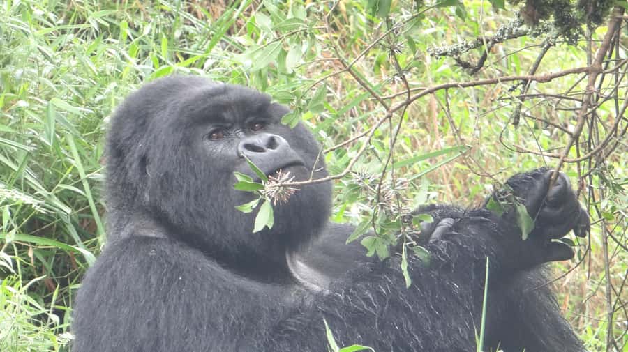 From Kigali: 2-Day Gorilla Trek in Bwindi - Day two: the Bwindi gorilla trek