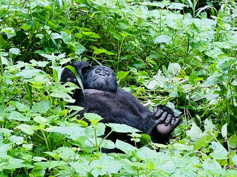 From Kigali: 2-Day Gorilla Trek in Bwindi - Should you book this Kigali to Bwindi trip?