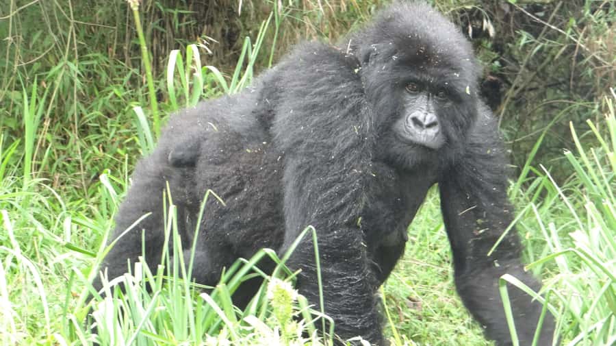From Kigali: 2-Day Gorilla Trek in Bwindi - Day one: Kigali, the border, and the road to Bwindi