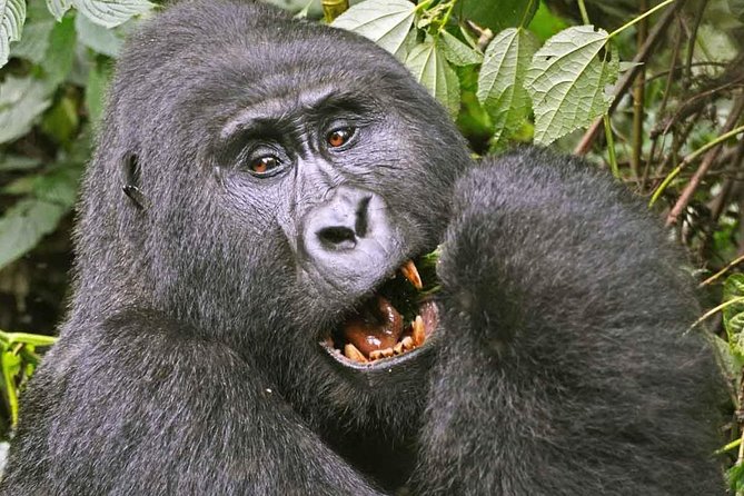 Gorilla Safari Holiday - Why Bwindi makes this four-day safari special