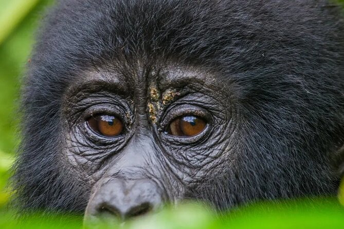 Gorilla Safari Holiday - Day 2: Flying to Kisoro and reaching Bwindi