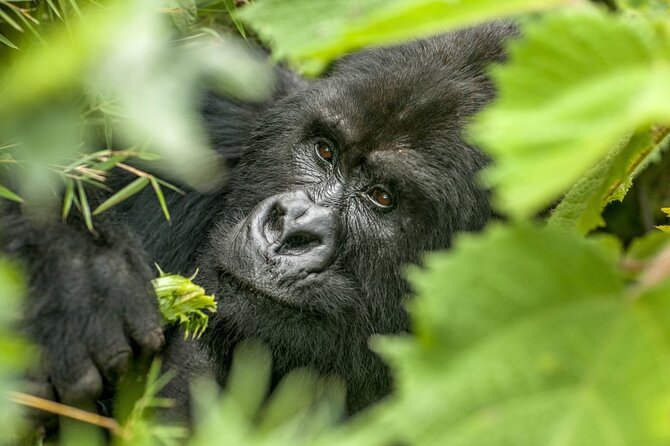 Gorilla Safari Holiday - Day 1: Entebbe arrival and a night in Kampala