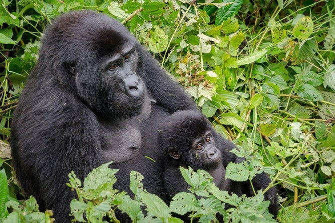 Gorilla Tracking & Batwa Culture Experience - Day one: the long road from Kampala to Bwindi