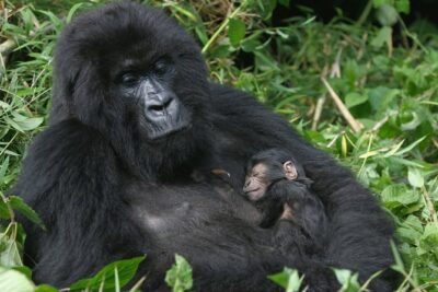 Gorilla Tracking & Batwa Culture Experience