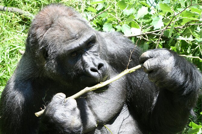 Gorilla Tracking & Batwa Culture Experience - Day three: returning through Kabale and Mbarara