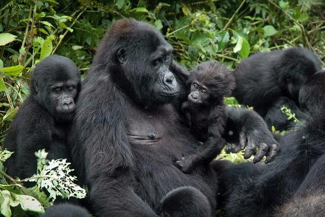Gorilla Tracking & Batwa Culture Experience - What the private format really gives you