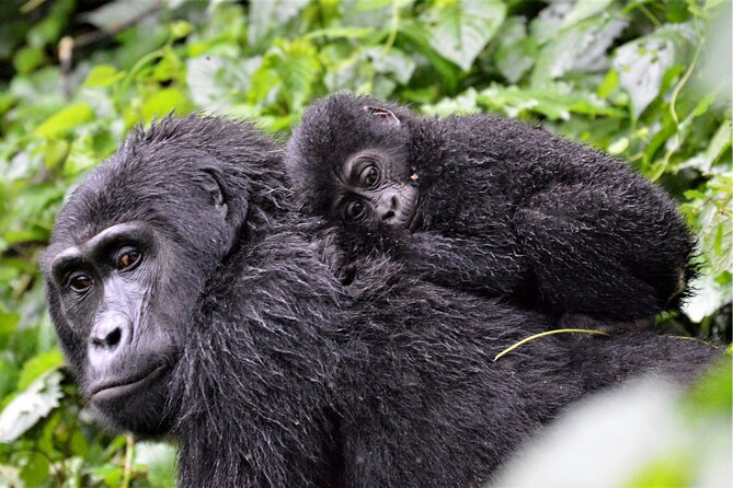 Gorilla Tracking & Batwa Culture Experience - Is $2,840 per person good value?