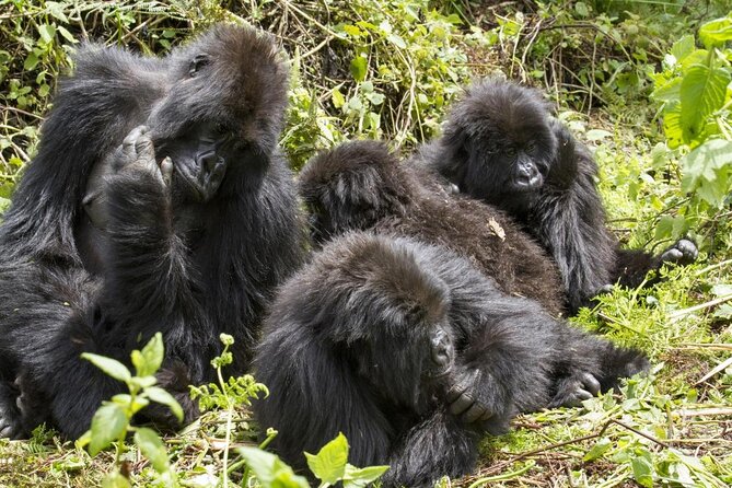 Gorilla trekking - Key points to know before booking