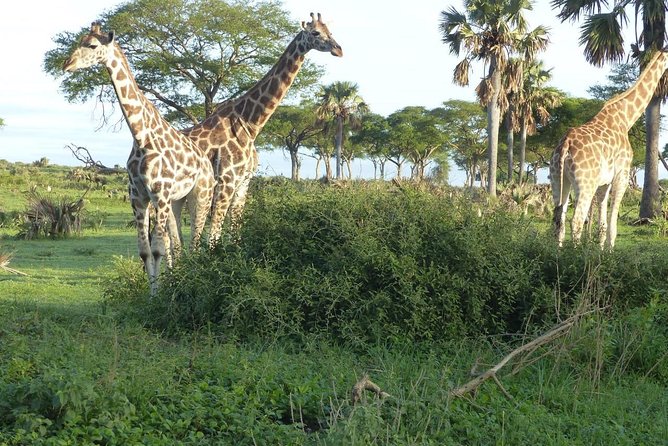 Gorilla trekking - Why a gorilla trek feels different from a safari