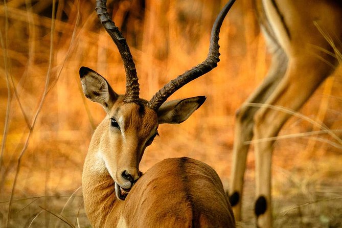 Guided Safari to Murchison Falls from Masindi - Who will get the most from this safari