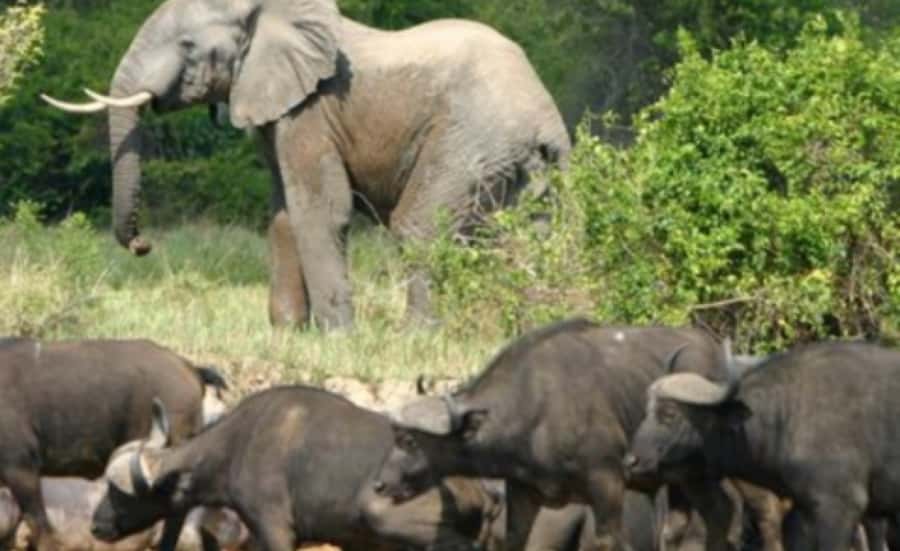 Kampala: 3-Day Murchison Falls Safari - Key points to know before booking
