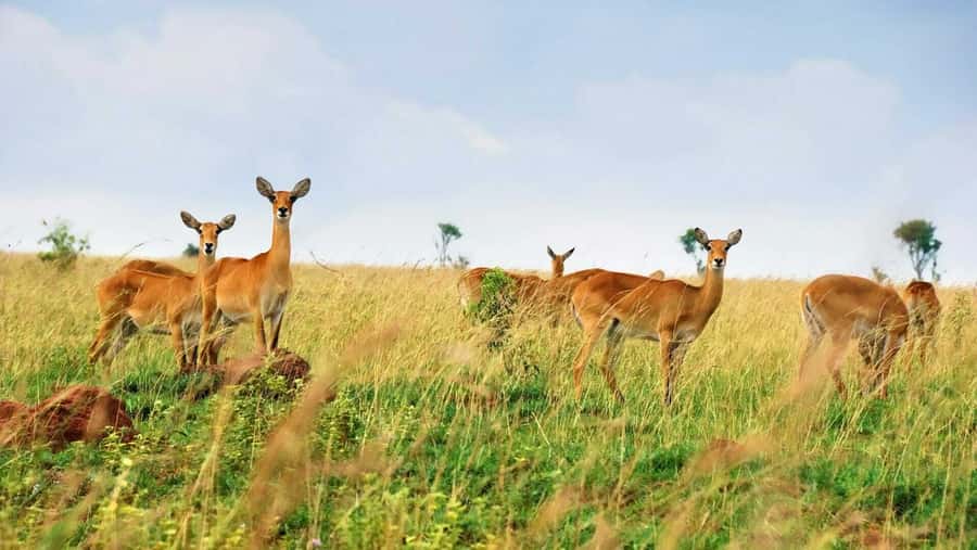 Kampala: 3-Day Murchison Falls Safari - Why Murchison Falls makes a good short safari