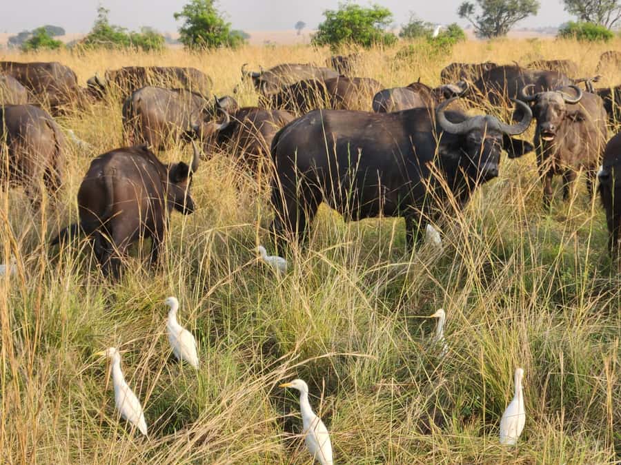 Kampala: 3-Day Murchison Falls Safari - Day 2: Paraa game trails and the Victoria Nile