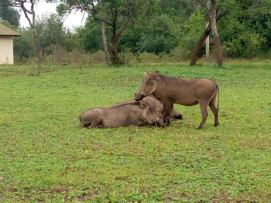 Lake Mburo National Park with Equator, Game Drive & Cruise - Lunch in the shade before the lake