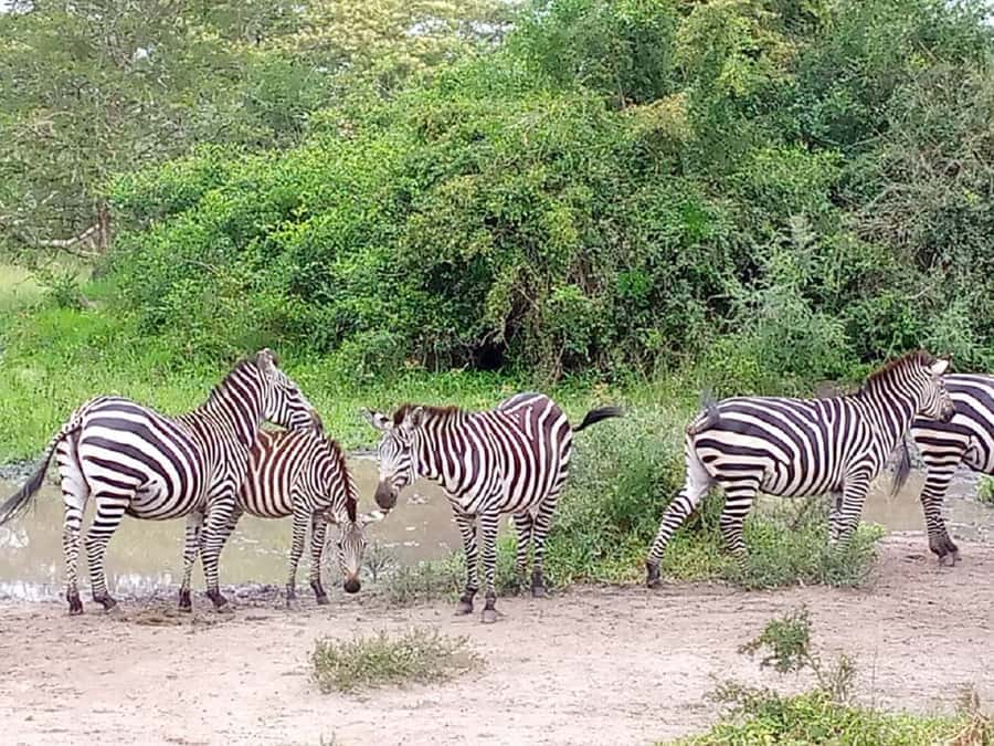Lake Mburo National Park with Equator, Game Drive & Cruise - Is $350 a fair price?