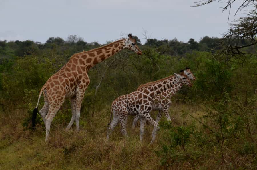 Lake Mburo National Park with Equator, Game Drive & Cruise - The early road from Kampala or Entebbe