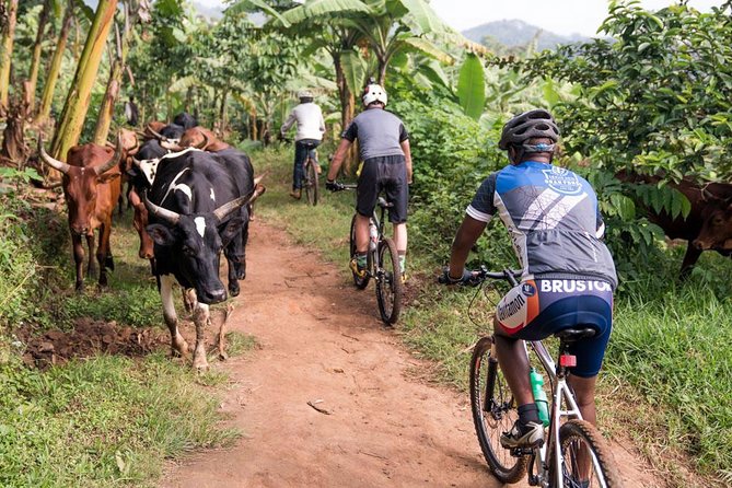 Lake Victoria Island Cycling Tour from Kampala - Practical preparation for the 8:00 a.m. start