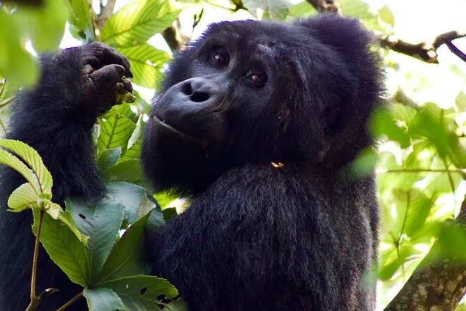 Mambo Gorilla Safaris, is an African based Tour Agency, offering the best ever - What Mambo Gorilla Safaris is really selling