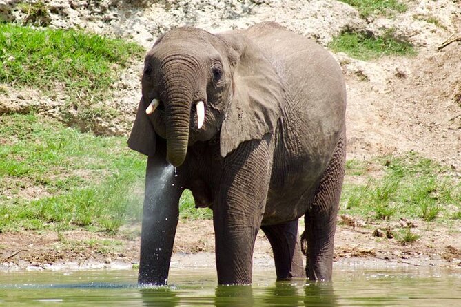 Mambo Gorilla Safaris, is an African based Tour Agency, offering the best ever - Kampala to Entebbe, with the route still to confirm
