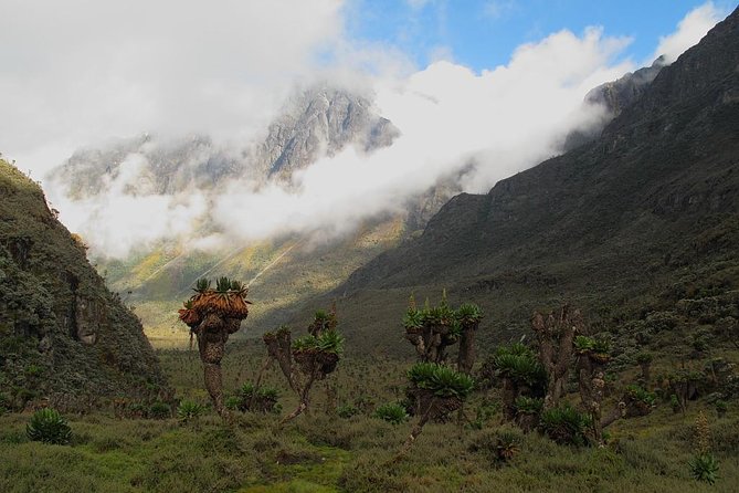 Mountain Rwenzori Trekking Uganda 9 Day Safari - Day 5: Scott Eliot Pass and Elena Hut
