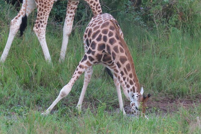 Murchison Falls 2 Days Game Safari (4 people Minimum required) - Why Murchison Falls works well for a short safari