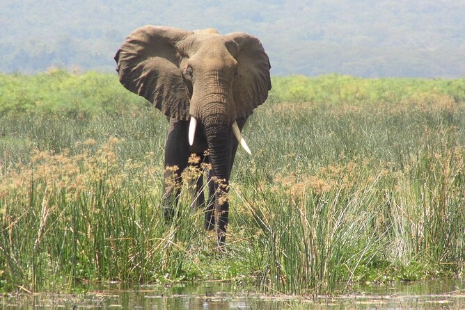 Murchison Falls 2 Days Game Safari (4 people Minimum required) - What the $630 price really buys you