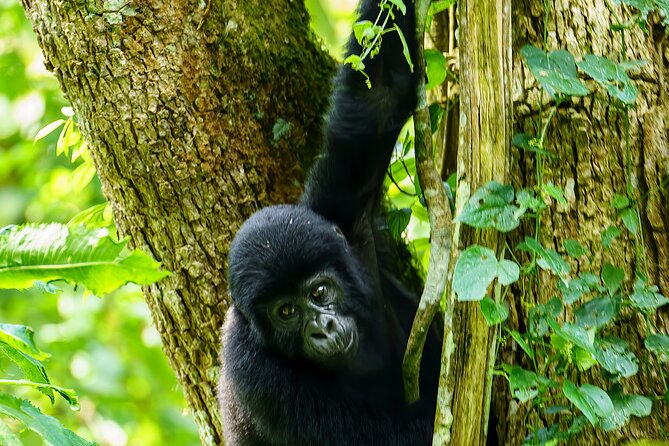 Private 3 Day Gorilla Trekking Safari in Uganda - Why this three-day gorilla safari is worth your time