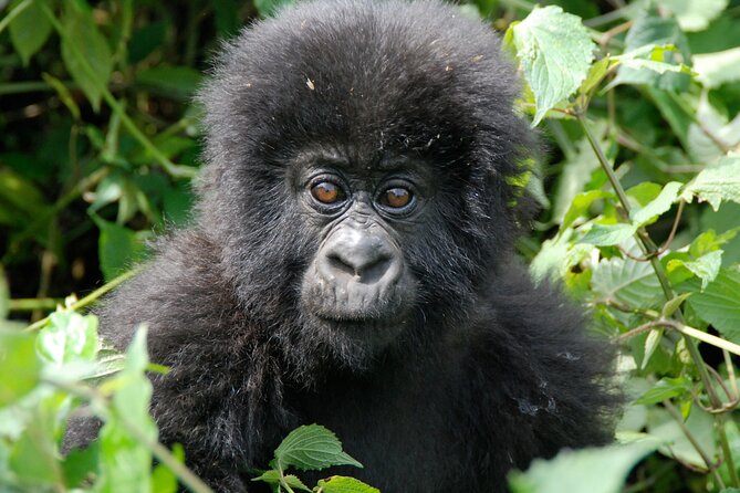 Private 3 Day Gorilla Trekking Safari in Uganda - Day two: walking into Bwindi for the gorillas