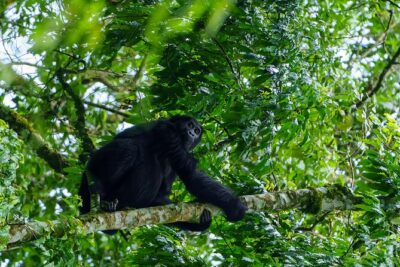 Private 3 Day Gorilla Trekking Safari in Uganda