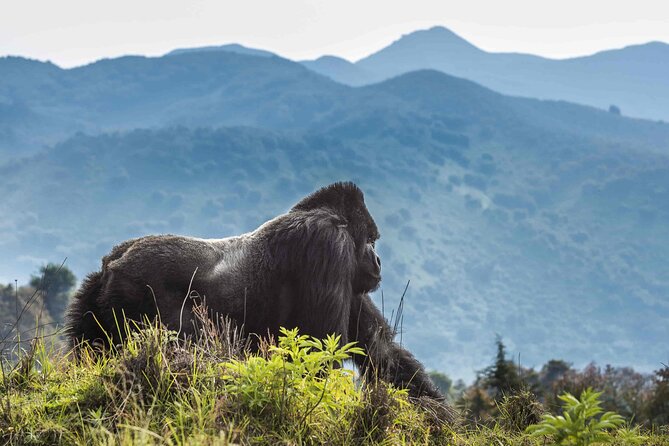 Private 3 Day Gorilla Trekking Safari in Uganda - The guides and the value of good communication