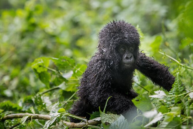 Private 3 Day Gorilla Trekking Safari in Uganda - The Batwa community visit adds needed context