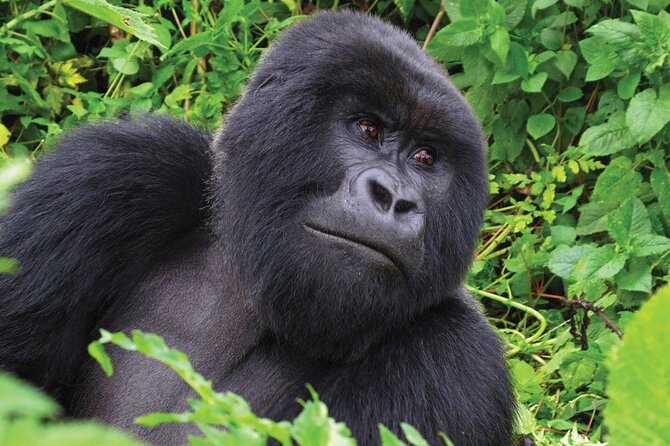 Private 3 Day Gorilla Trekking Safari in Uganda - Day three: the long return and the Equator stop
