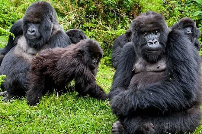 Private 3 Day Gorilla Trekking Safari in Uganda - Meals, transport, and what the price covers