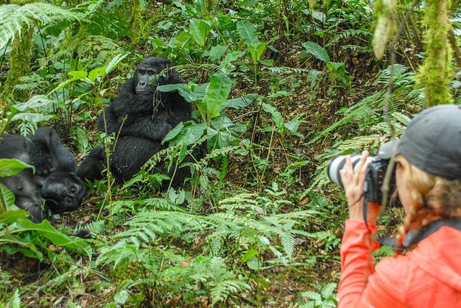 Private 3 Day Gorilla Trekking Safari in Uganda - Who should book this trip