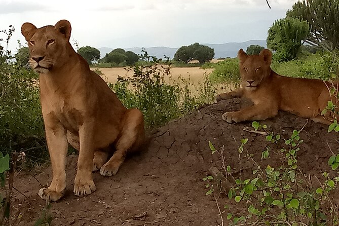 Private 3-Day Tour in Queen Elizabeth Park Safari - Day 3: a practical but demanding return