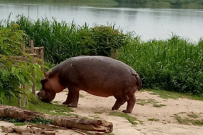Private 3-Day Tour in Queen Elizabeth Park Safari - Day 2: game drive before breakfast