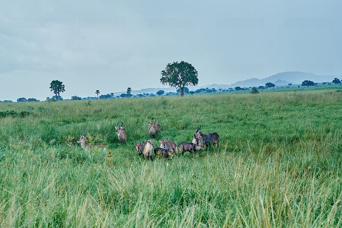Private 5-Day Kidepo Valley and Murchison Falls National Parks - Day 1: A rocky walk to Aruu Falls