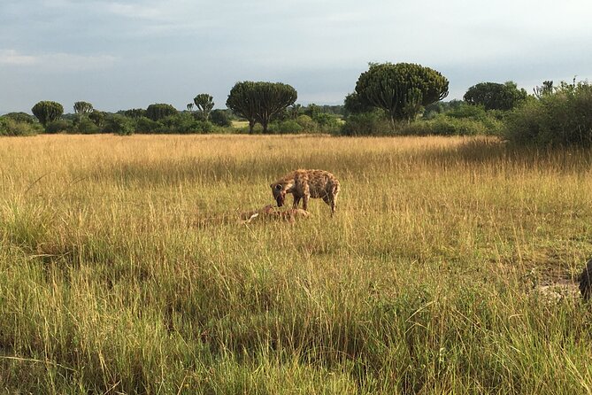 Queen Elizabeth Open Safari Jeeps for game drives. - Five hours among elephants, lions, and Uganda kob