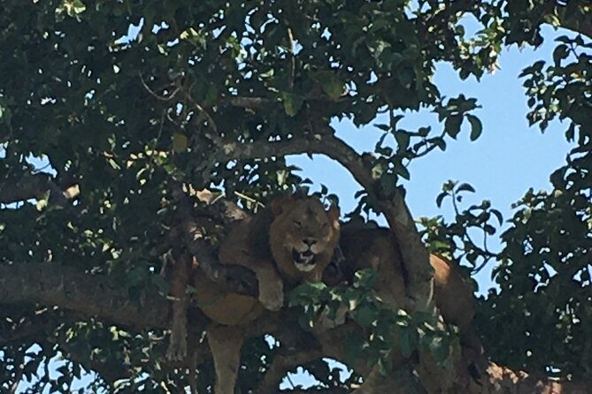 Queen Elizabeth Open Safari Jeeps for game drives. - What the guide adds to a shared jeep drive